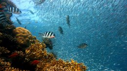 koralen dreigen uit te sterven door klimaatverandering-tijd voor actie